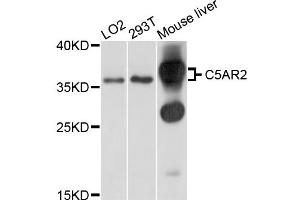 Western blot analysis of extracts of various cell lines, using C5AR2 antibody (ABIN5997336) at 1/1000 dilution. (GPR77 Antikörper)