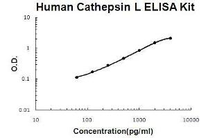Human Cathepsin L PicoKine ELISA Kit standard curve