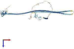 TAX1BP1 Protein (AA 1-789) (His tag)