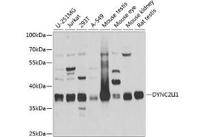 Western blot analysis of extracts of various cell lines, using DYNC2LI1 antibody  at 1:1000 dilution. (DYNC2LI1 Antikörper  (AA 1-352))