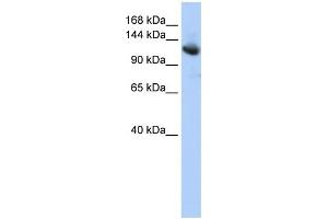 WB Suggested Anti-CAND1 Antibody Titration: 0.