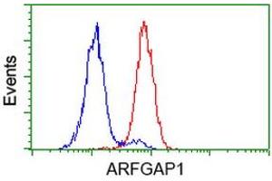 Image no. 6 for anti-ADP-Ribosylation Factor GTPase Activating Protein 1 (ARFGAP1) antibody (ABIN1496680) (ARFGAP1 Antikörper)
