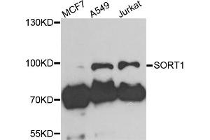 Western blot analysis of extracts of various cell lines, using SORT1 antibody. (Sortilin 1 Antikörper)