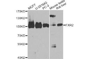 Western blot analysis of extracts of various cell lines, using FXR2 antibody (ABIN6290401) at 1:1000 dilution. (FXR2 Antikörper)