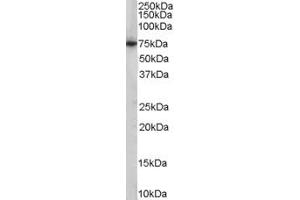 Western Blotting (WB) image for anti-phosphoenolpyruvate Carboxykinase 2 (Mitochondrial) (PEPCK) (AA 407-419) antibody (ABIN299543) (PEPCK Antikörper  (AA 407-419))