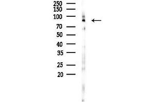 Western blot analysis of lysates from Mouse lung, using FGFR4 Antibody at 1/1000 dilution.