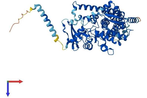 CYP1B1 Protein (AA 1-543) (His tag)