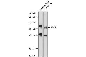 SGCZ Antikörper  (AA 83-312)