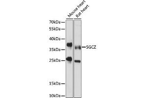Western blot analysis of extracts of various cell lines, using SGCZ antibody (ABIN7270145) at 1000 dilution. (SGCZ Antikörper  (AA 83-312))
