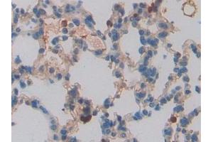 Immunohistochemistry (IHC) image for anti-Chemokine (C-C Motif) Ligand 6 (CCL6) (AA 21-115) antibody (ABIN7439696)