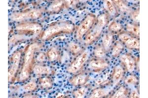 Detection of FGF15 in Rat Kidney Tissue using Monoclonal Antibody to Fibroblast Growth Factor 15 (FGF15) (FGF15 Antikörper  (AA 25-218))