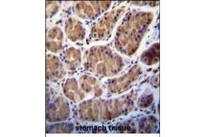 PRSS7 Antibody (C-term ) (ABIN656189 and ABIN2845515) immunohistochemistry analysis in formalin fixed and paraffin embedded human stomach tissue followed by peroxidase conjugation of the secondary antibody and DAB staining. (TMPRSS15 Antikörper  (C-Term))