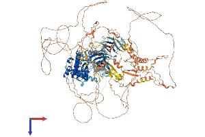 NRK Protein (AA 1-1455) (His tag)