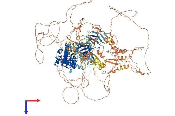 NRK Protein (AA 1-1455) (His tag)