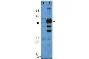 Image no. 1 for anti-Glypican 1 (GPC1) (Internal Region) antibody (ABIN401058) (GPC1 Antikörper  (Internal Region))