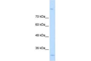 Western Blotting (WB) image for anti-metallophosphoesterase Domain Containing 2 (MPPED2) antibody (ABIN2462508) (MPPED2 Antikörper)