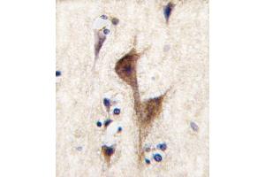 Formalin-fixed and paraffin-embedded human brain tissue reacted with HRH3 antibody (C-term), which was peroxidase-conjugated to the secondary antibody, followed by DAB staining. (HRH3 Antikörper  (C-Term))