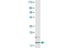 Western Blotting (WB) image for anti-Tumor Necrosis Factor (Ligand) Superfamily, Member 18 (TNFSF18) (AA 50-177) antibody (ABIN2752611)