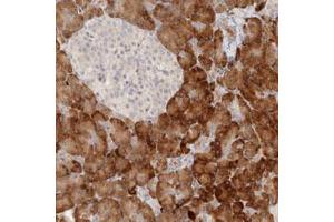 Immunohistochemical staining (Formalin-fixed paraffin-embedded sections) of human pancreas with UBXN11 polyclonal antibody  shows strong cytoplasmic positivity in exocrine cells. (UBXN11 Antikörper)