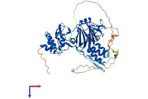SMAD9 Protein (AA 1-467) (His tag)