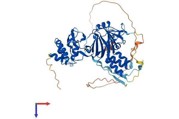 SMAD9 Protein (AA 1-467) (His tag)