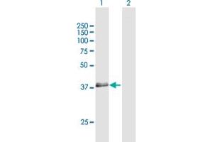 Western Blot analysis of RNF34 expression in transfected 293T cell line by RNF34 MaxPab polyclonal antibody. (RNF34 Antikörper  (AA 1-373))