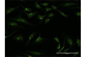 Immunofluorescence (IF) image for anti-Golgin A1 (GOLGA1) (AA 1-767) antibody (ABIN950003)