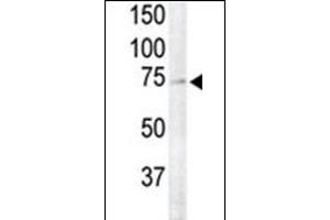 RSK4 Antibody (N-term) (ABIN1882127 and ABIN2842047) is used to detect RSK4 in primate brain tissue lysate (lane 2). (RPS6KA6 Antikörper  (N-Term))