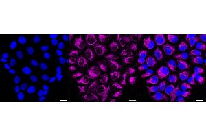 anti-NIF3 NGG1 Interacting Factor 3-Like 1 (NIF3L1) antibody