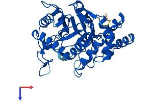 AKR1C3 Protein (AA 1-323) (His tag)