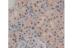 IHC-P analysis of kidney tissue, with DAB staining. (WTAP Antikörper  (AA 1-150))
