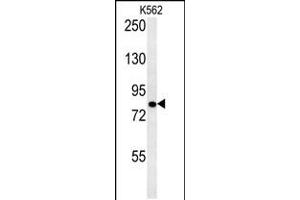 Western blot analysis in K562 cell line lysates (15ug/lane). (SLC4A7 Antikörper  (C-Term))
