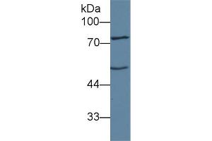 Western Blot; Sample: Mouse Liver lysate; Primary Ab: 1µg/ml Rabbit Anti-Human ANGPT1 Antibody Second Ab: 0. (Angiopoietin 1 Antikörper  (AA 21-228))