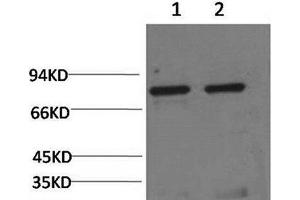Western Blot analysis of 1) Hela, 2) Rat liver using HSPA5 Monoclonal Antibody at dilution of 1:2000. (GRP78 Antikörper)
