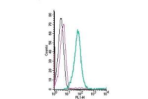 Cell surface detection of ASCT2 by direct flow cytometry in live intact human Jurkat T-cell leukemia cells: + Rabbit IgG Isotype Control-FITC (ABIN7582044).