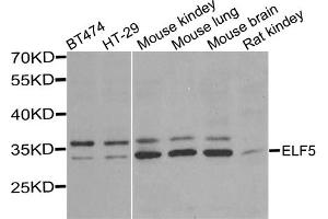 Western blot analysis of extracts of various cell lines, using ELF5 antibody (ABIN5974316) at 1/1000 dilution. (ELF5 Antikörper)