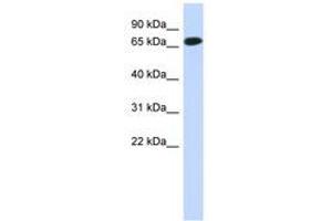 Image no. 1 for anti-Chromosome 1 Open Reading Frame 65 (C1ORF65) (N-Term) antibody (ABIN6741218) (C1orf65 Antikörper  (N-Term))