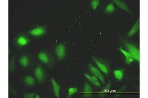 Immunofluorescence (IF) image for anti-DnaJ (Hsp40) Homolog, Subfamily A, Member 2 (DNAJA2) (AA 1-412) antibody (ABIN564471)