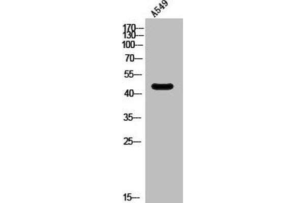 Serotonin Receptor 6 Antikörper  (Internal Region)