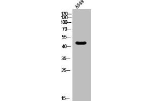 Western Blot analysis of A549 cells using SR-6 Polyclonal Antibody (Serotonin Receptor 6 Antikörper  (Internal Region))