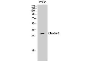 Western Blotting (WB) image for anti-Claudin 3 (CLDN3) (Ser255) antibody (ABIN3174423) (Claudin 3 Antikörper  (Ser255))