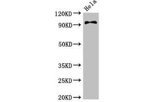 Western Blot Positive WB detected in: Hela whole cell lysate All lanes: PIK3C3 antibody at 3. (PIK3C3 Antikörper  (Catalytic Subunit))