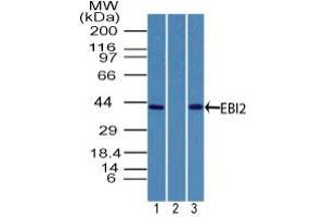 Image no. 1 for anti-G Protein-Coupled Receptor 183 (GPR183) (AA 300-350) antibody (ABIN960191) (GPR183 Antikörper  (AA 300-350))
