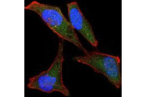 Immunofluorescence analysis of Hela cells using LPlunc1 antibody (green). (BPIFB1 Antikörper)