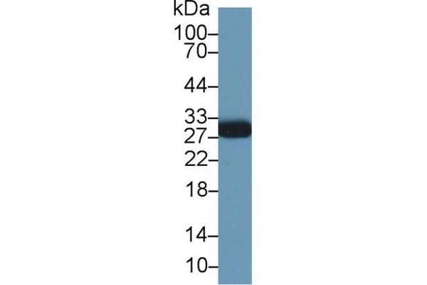 MOG Antikörper  (AA 28-152)