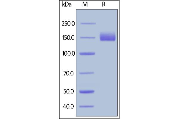 LIFR Protein (AA 45-833) (Fc Tag)