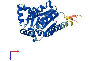 Adenylate Kinase 2 Protein (AK2) (AA 1-239) (His tag)