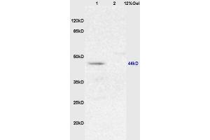 Lane 1: mouse brain lysates Lane 2: mouse lung lysates probed with Anti Maltose binding protein/MBP Polyclonal Antibody, Unconjugated (ABIN873253) at 1:200 in 4 °C. (Maltose Binding Protein Antikörper  (AA 43-57))