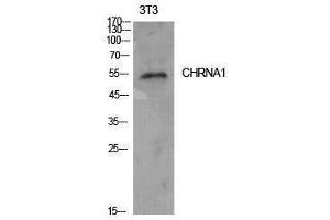 Western Blotting (WB) image for anti-Acetylcholine Receptor Subunit alpha (CHRNA1) (Internal Region) antibody (ABIN3178901) (CHRNA1 Antikörper  (Internal Region))