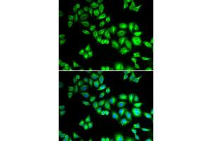 Immunofluorescence (IF) image for anti-Cullin 1 (CUL1) (AA 500-776) antibody (ABIN3015864) (Cullin 1 Antikörper  (AA 500-776))